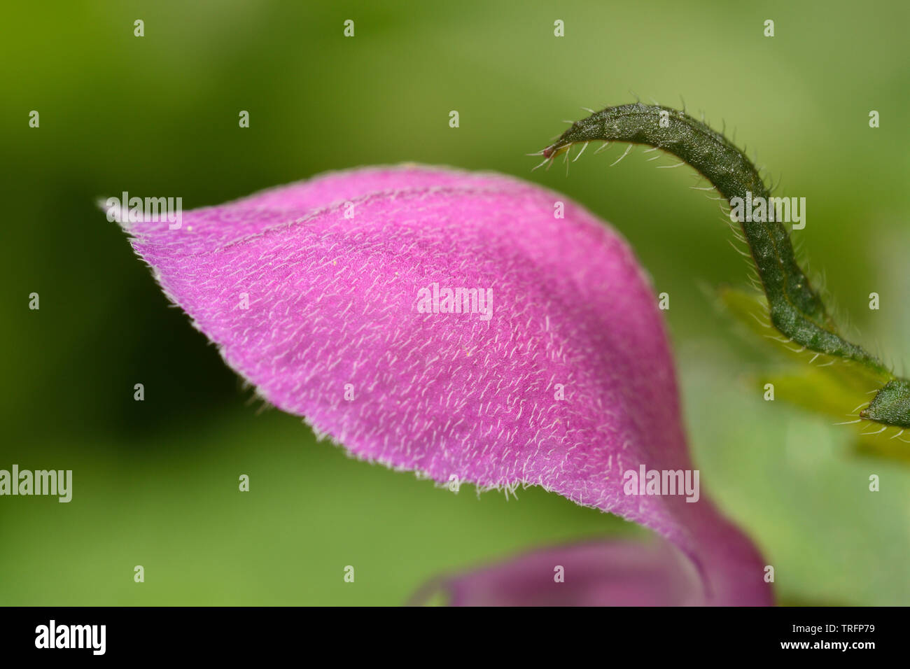 Close up of Hairy pink flower and spiny young leaf of Lamium or Dead Nettle groundcover in outdoor garden Stock Photo