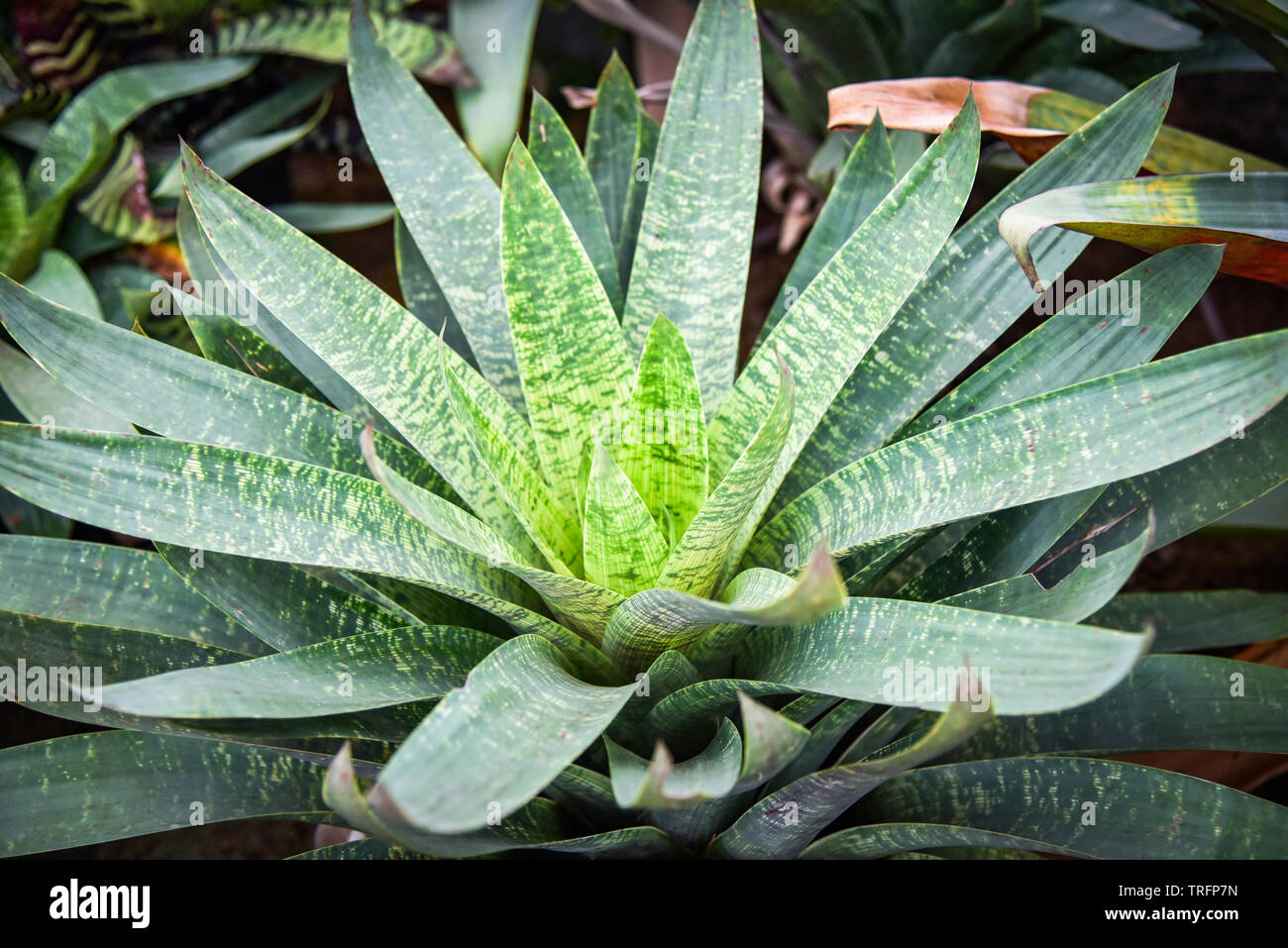 Striped bromeliad green leaves large in the bromeliad garden Stock Photo