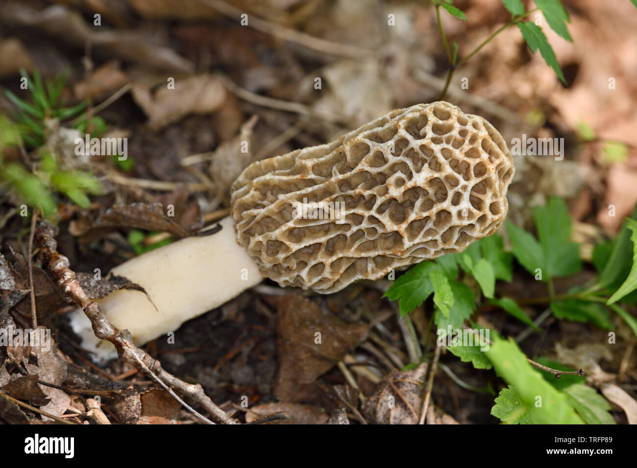 morchella galilaea hawaii morchella galilaea hawaii