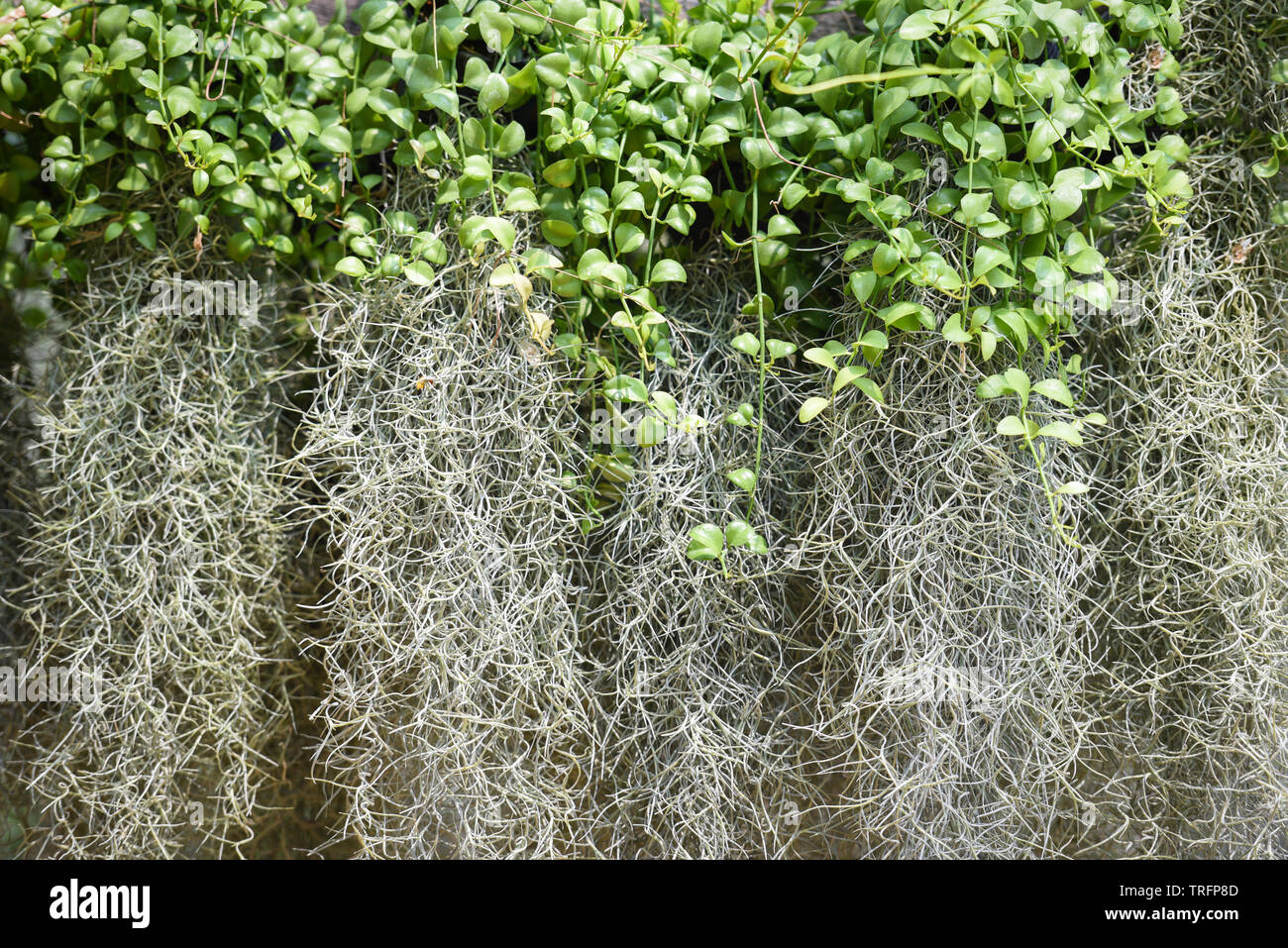 Dendropogon usneoides hi-res stock photography and images - Alamy