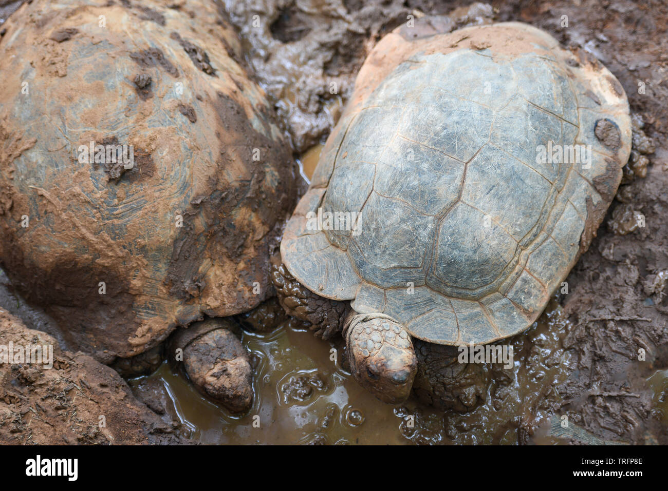 Asian Giant Tortoise / Big turtle on mud pond Stock Photo