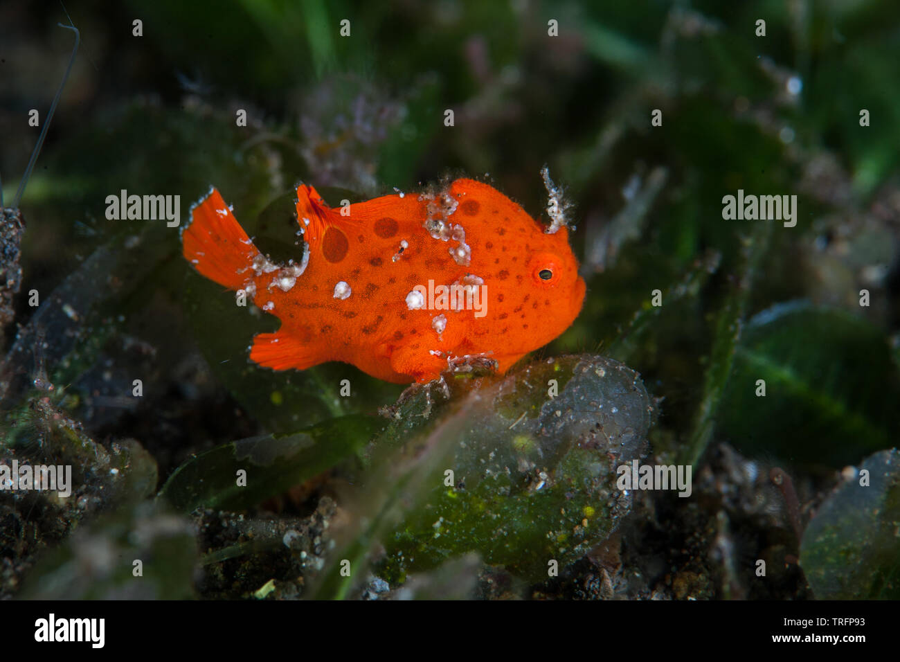 A juvenile Painted frogfish, Antennarius pictus, just 1 cm long, hunts for prey amid seagrass in Indonesia. Frogfish use effective camouflage. Stock Photo