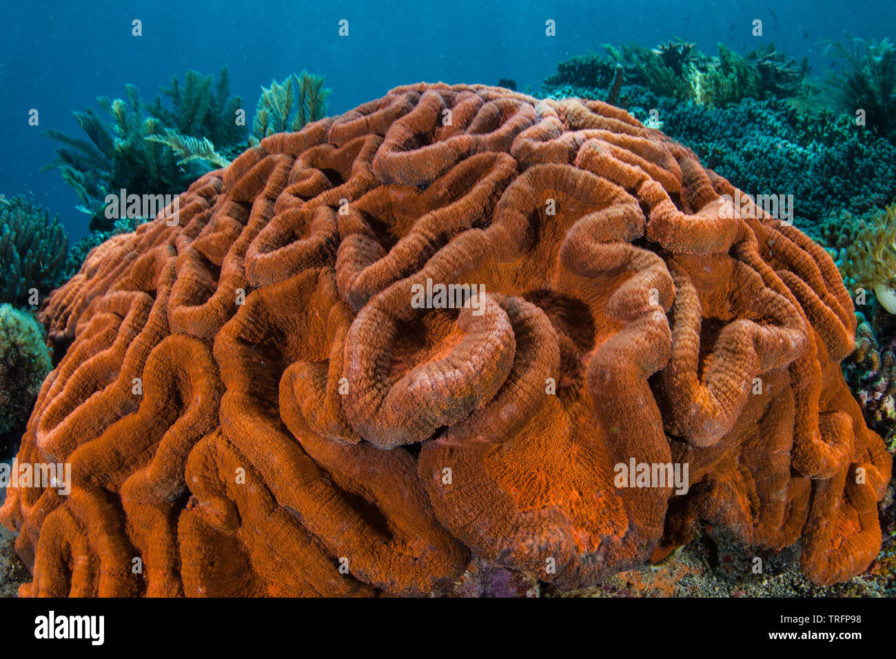 A colorful coral colony, Lobophyllia sp., grows on a coral reef in Komodo National Park, Indonesia. This region harbors high marine biodiversity. Stock Photo