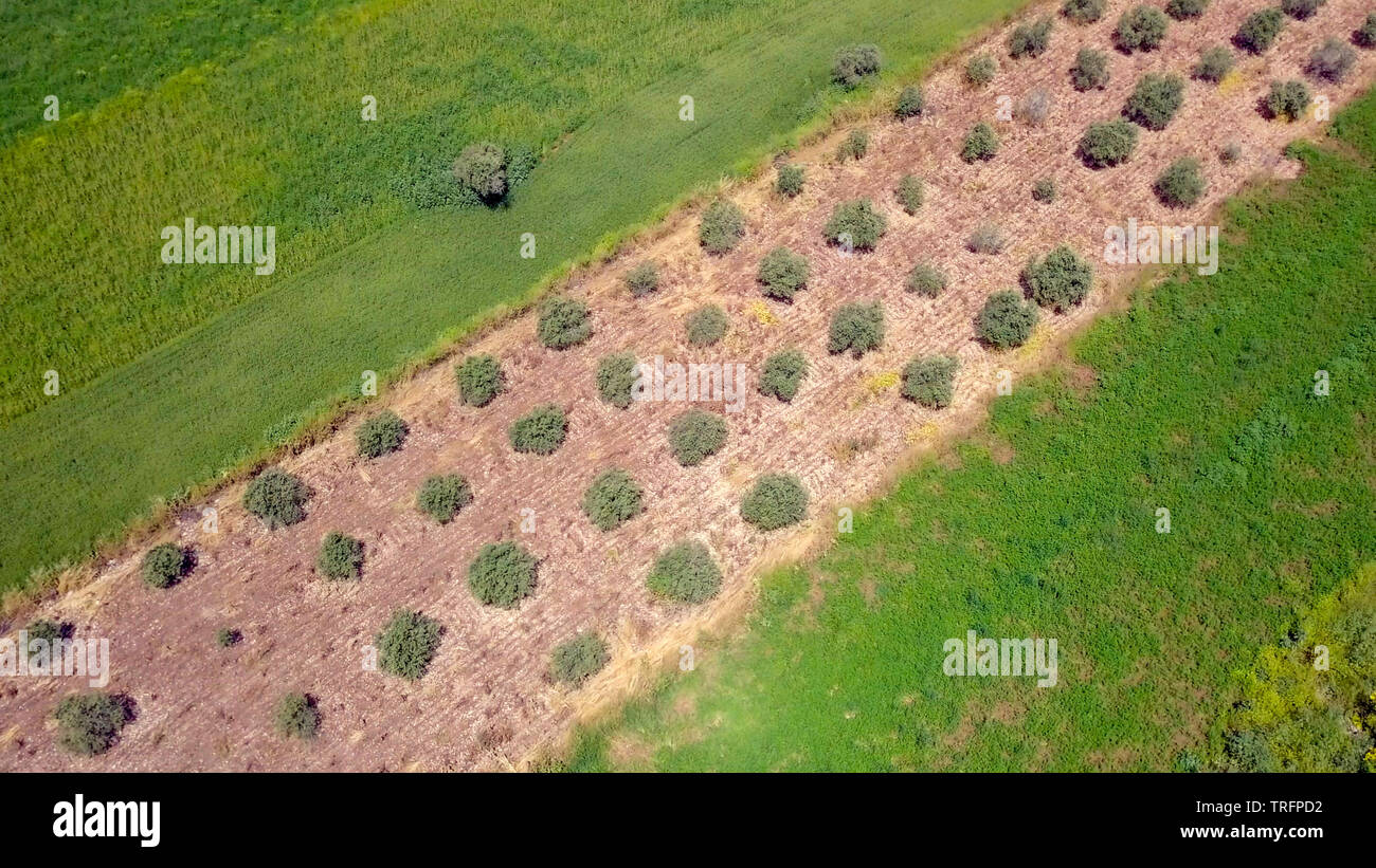 Olive tree plantation, Top down aerial image. Stock Photo