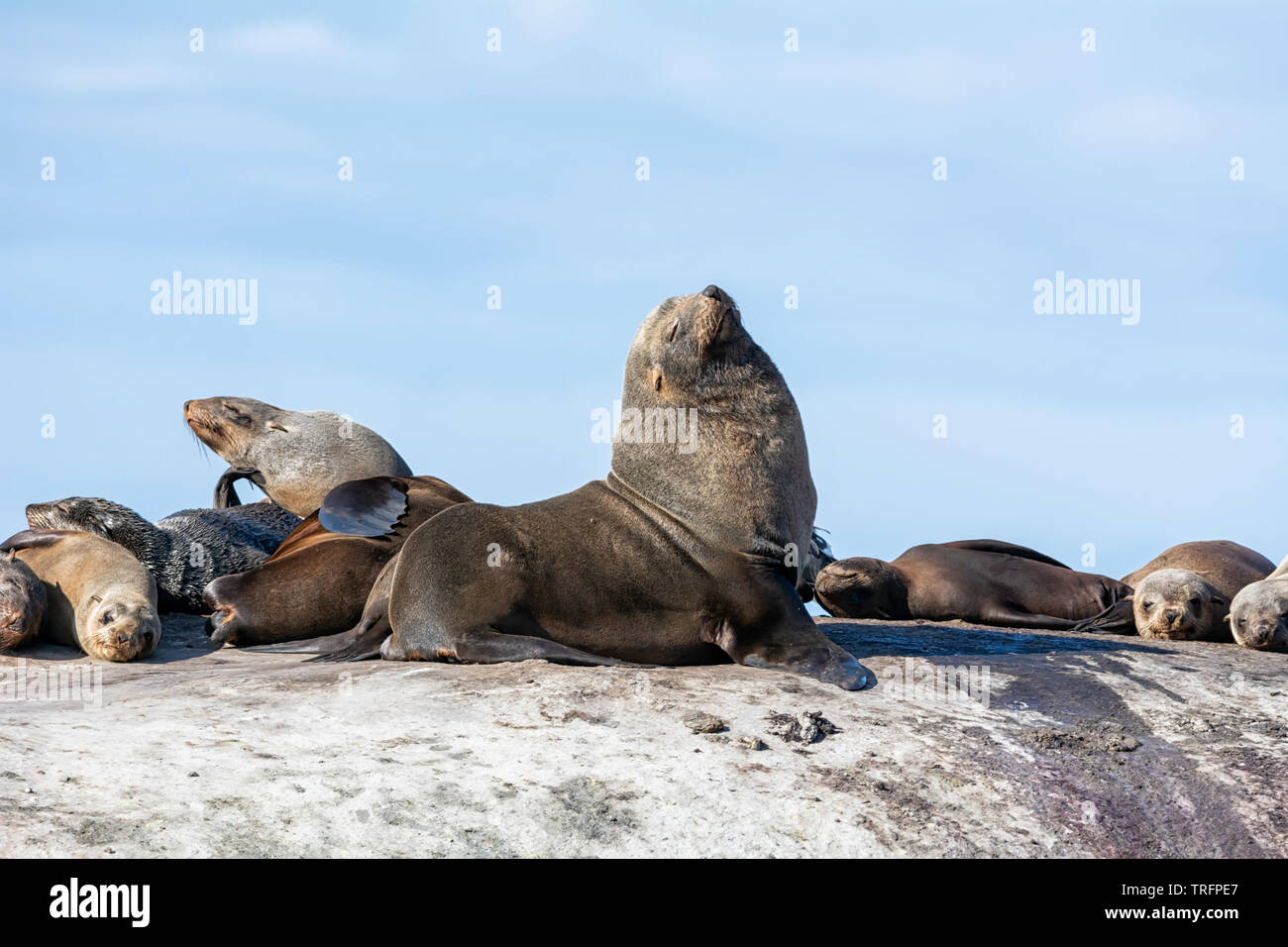 Cape Fur Seals on a rock in False Bay, South Africa Stock Photo Alamy