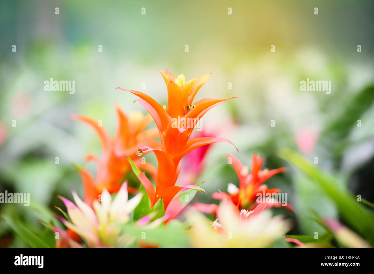 Colorful of bromeliad flower decorate in the garden nursery plants background Stock Photo