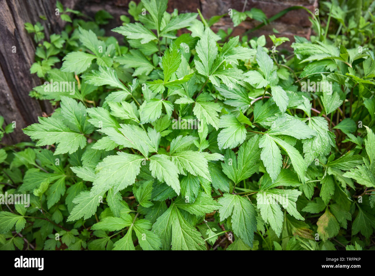 White mugwort leaves green for herb vegetable food nature in the garden / Artemisia lactiflora Stock Photo