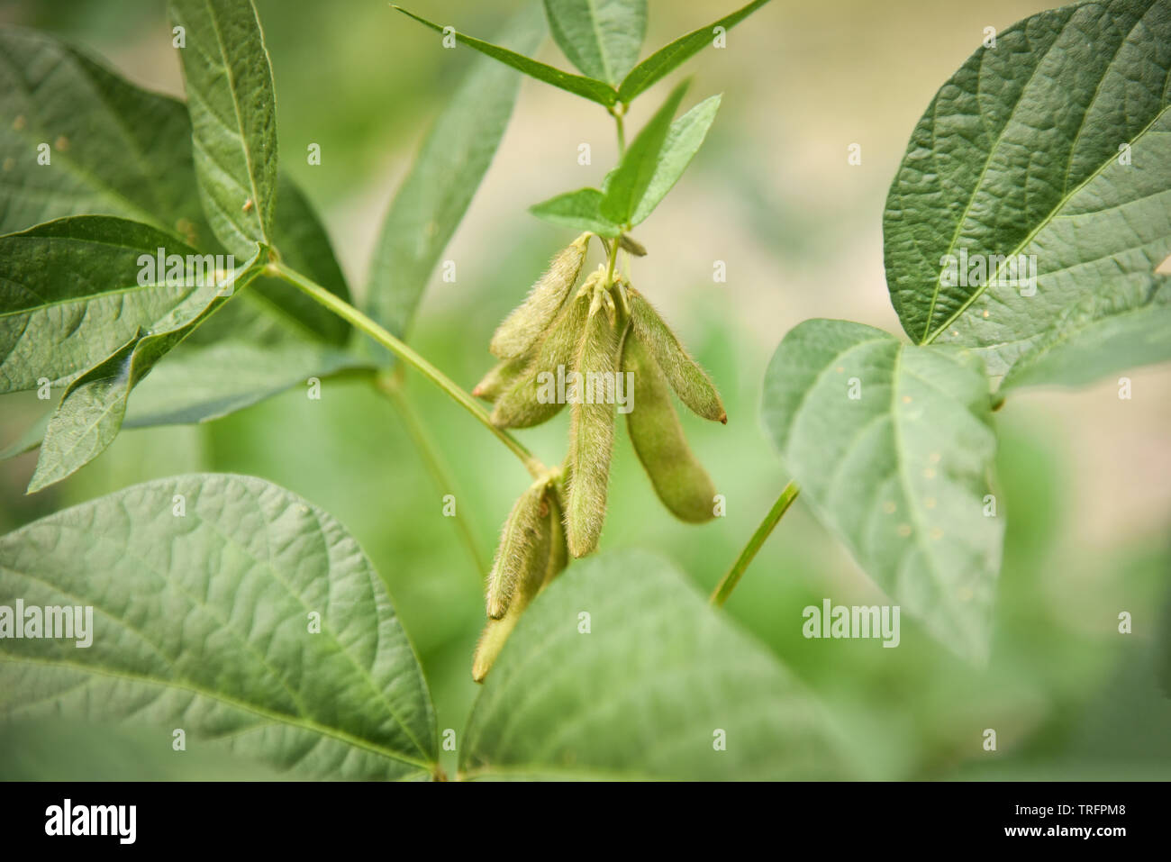 Green soybean on the tree / Young soybean seeds on the plant growing in