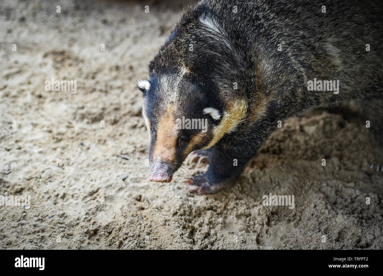 hog badger / Arctonyx collaris Badger Greater hog Stock Photo