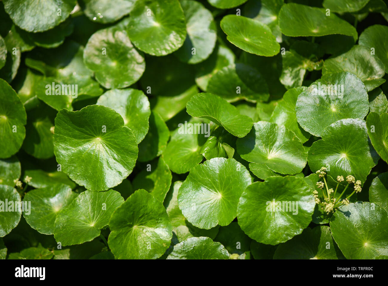 Centella asiatica leaves green nature leaf medical herb in the garden background / Asiatic Pennywort Stock Photo