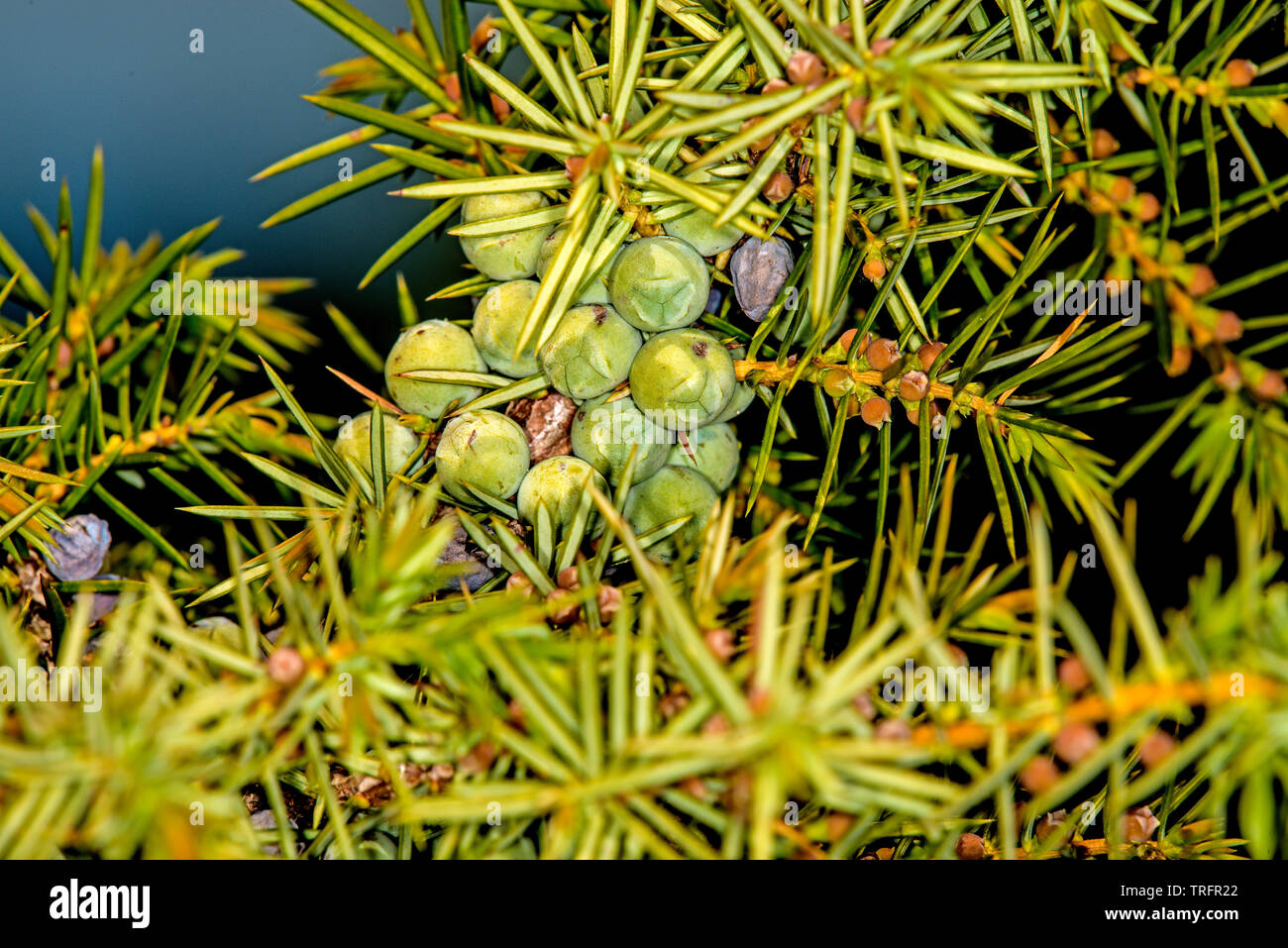 juniper berries, ripe and unripe Stock Photo