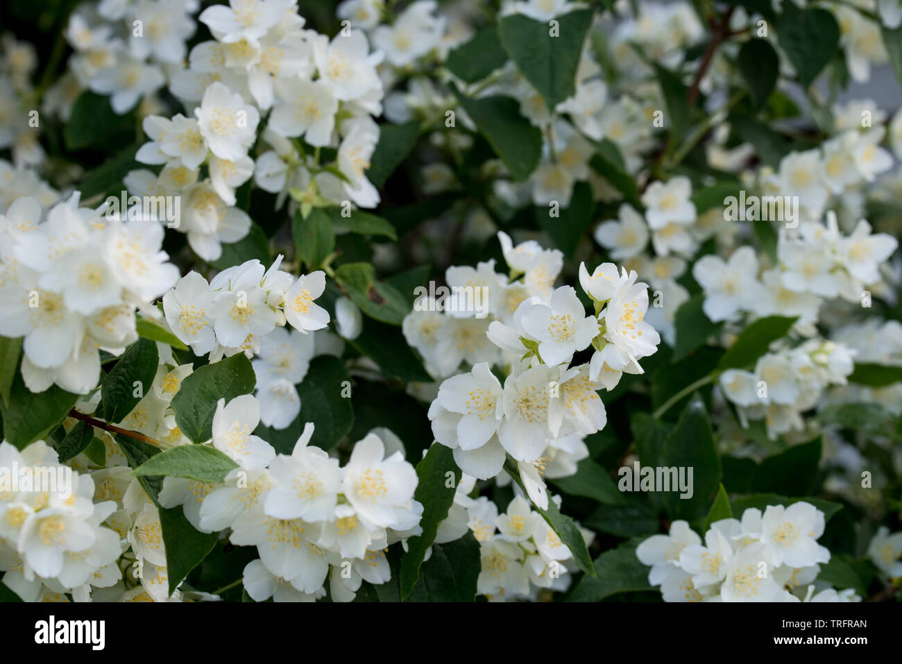 Philadelphus Lewisii Stock Photo Picture And Rights Managed