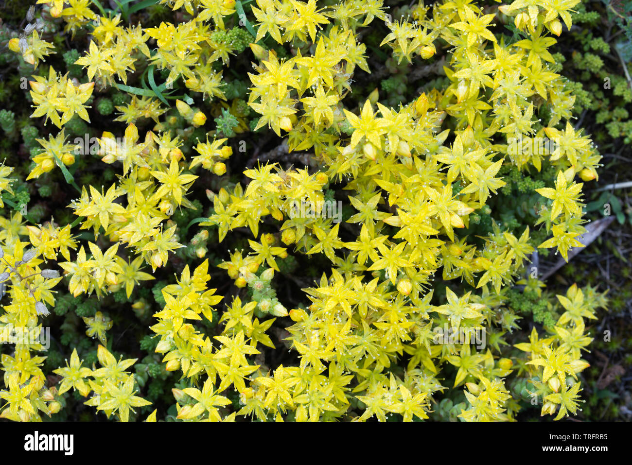 Sedum acre, goldmoss stonecrop yellow flowers macro Stock Photo