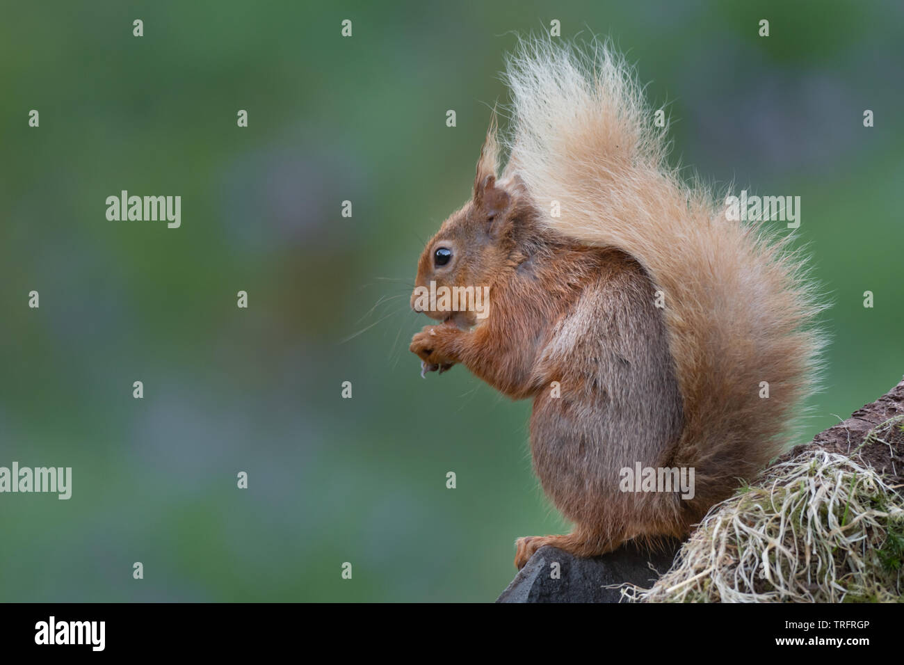 A bushy tailed red squirrel profile portrait sits on a tree stump eating a hazelnut. There are no people and copy space to the left Stock Photo