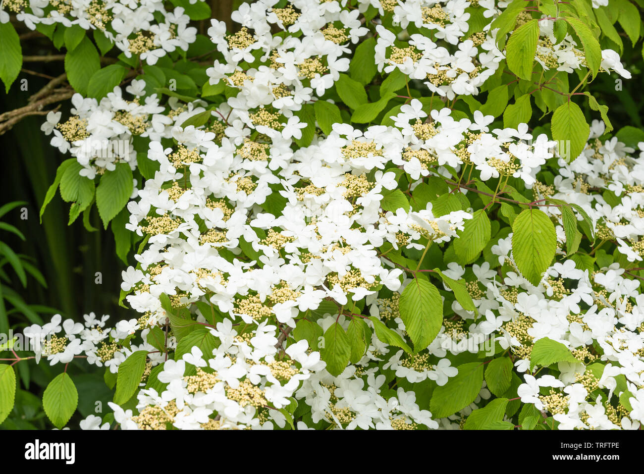 Viburnum Plicatum Summer Snowflake Stock Photo