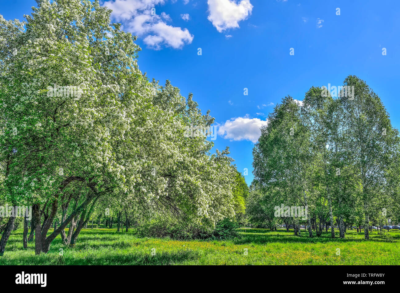 Spring flowering apple and cherry trees in a city park  at bright sunny day. Green lawn under blossoming branches is covered with vivid grass and yell Stock Photo