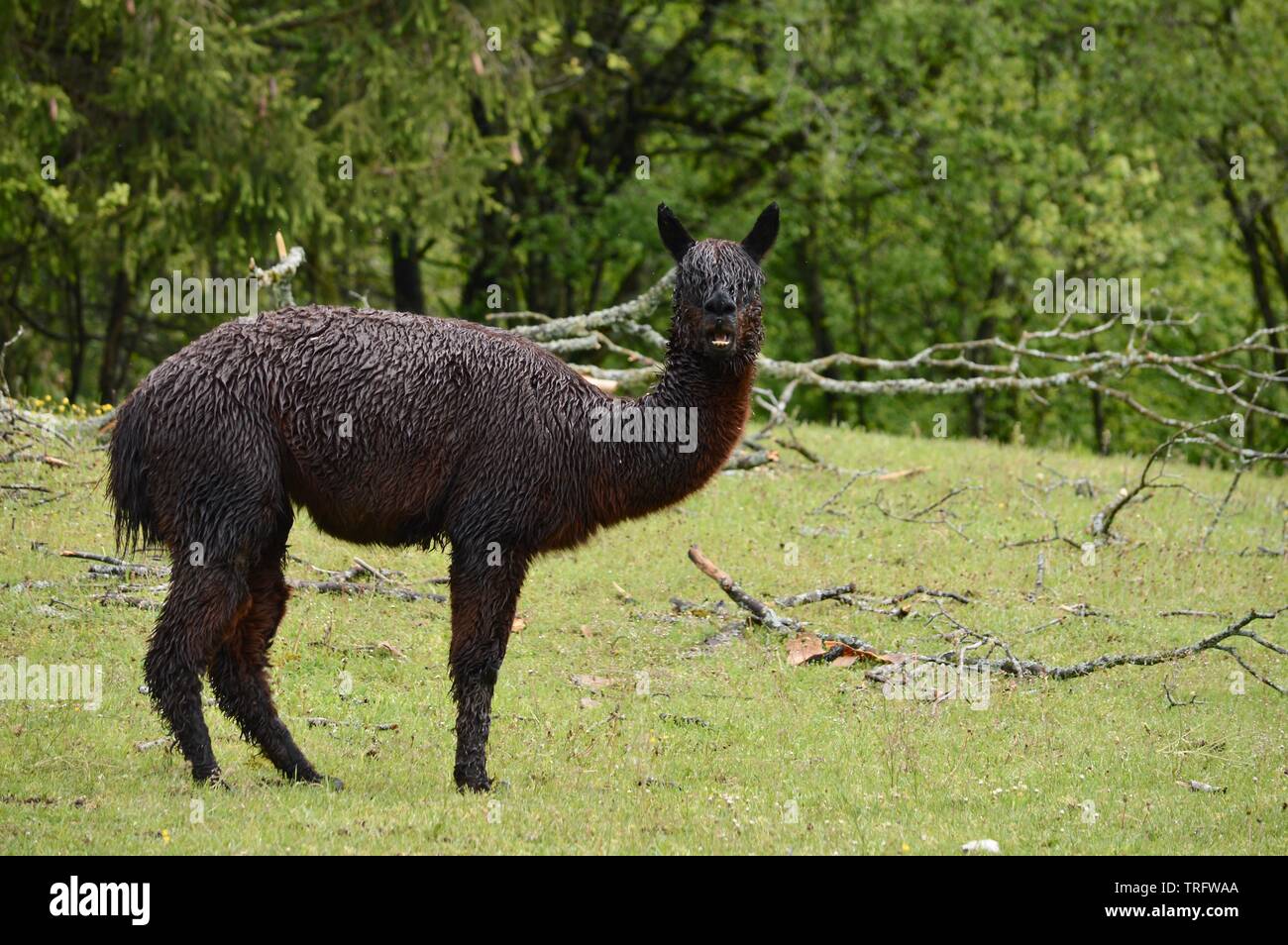 totally wet dark brown alpaca standing in the pouring rain waiting for better weather Stock Photo