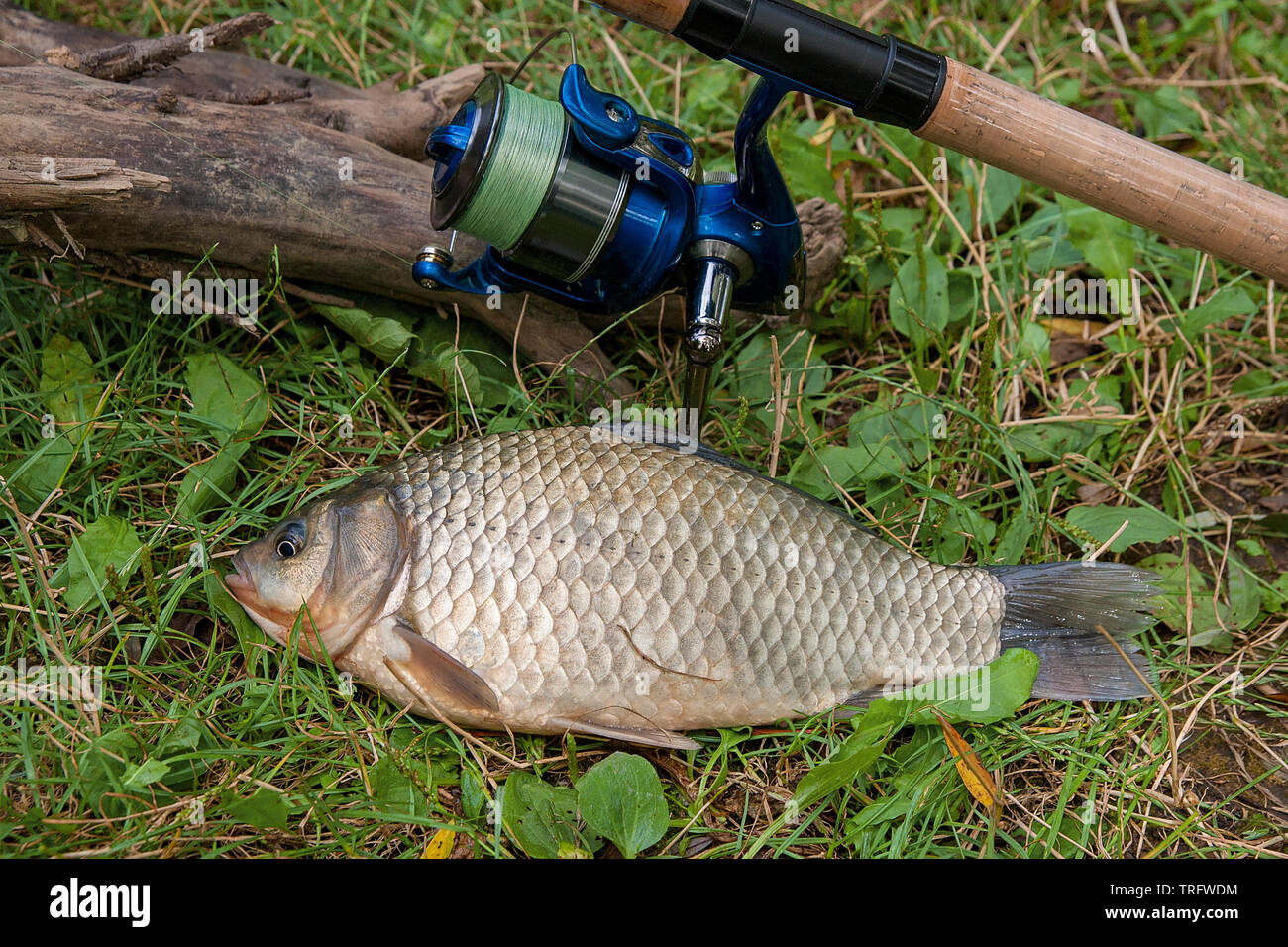 Freshwater fish just taken from the water. Catching freshwater fish and  fishing rod with fishing reel on green grass. Single crucian fish on green  gra Stock Photo - Alamy