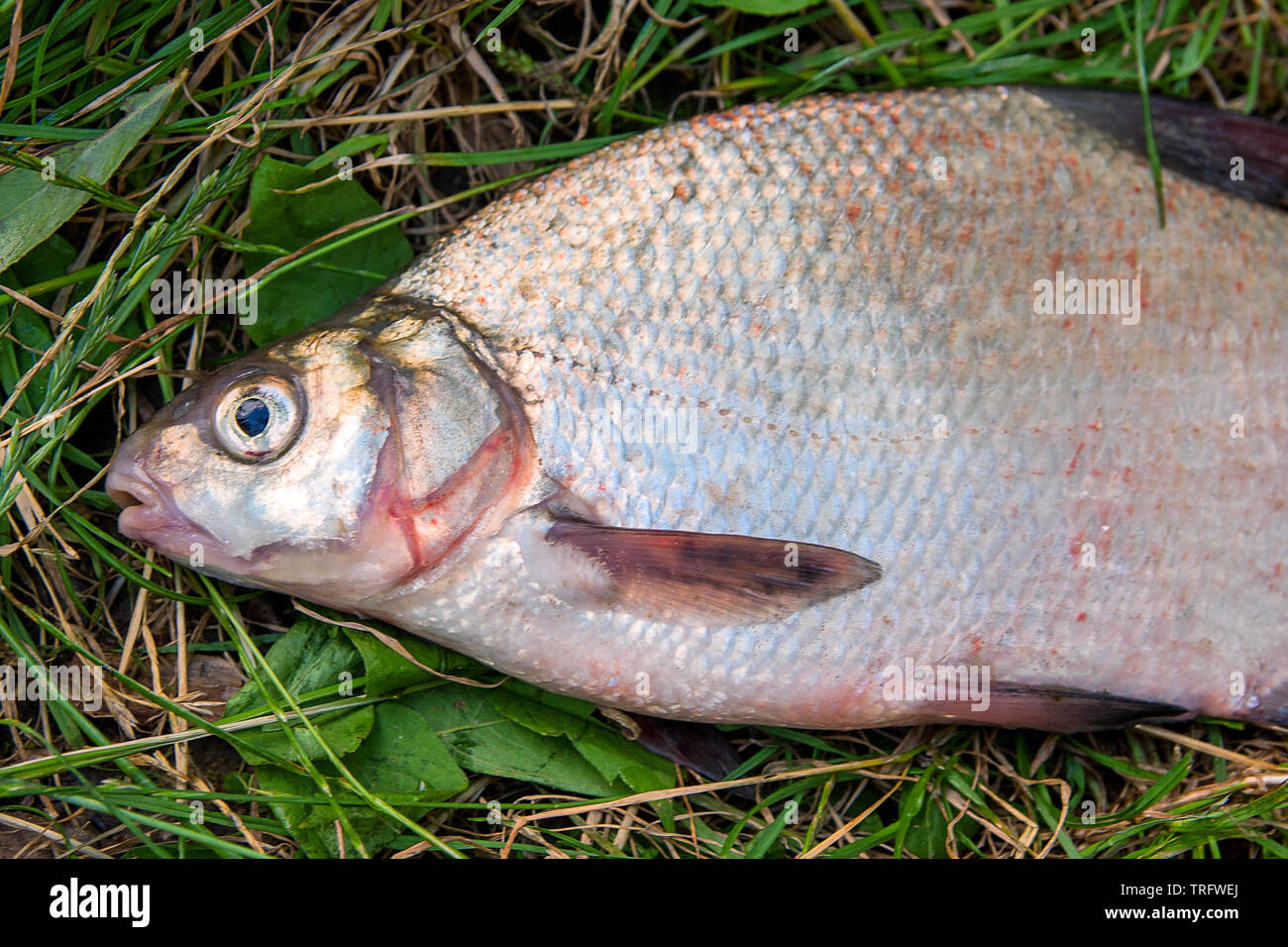 Freshwater fish just taken from the water. Several bream fish on green ...