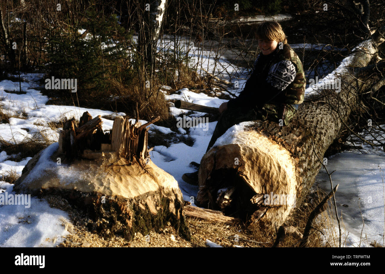 Largest tree cut down by a beaver hires stock photography and images