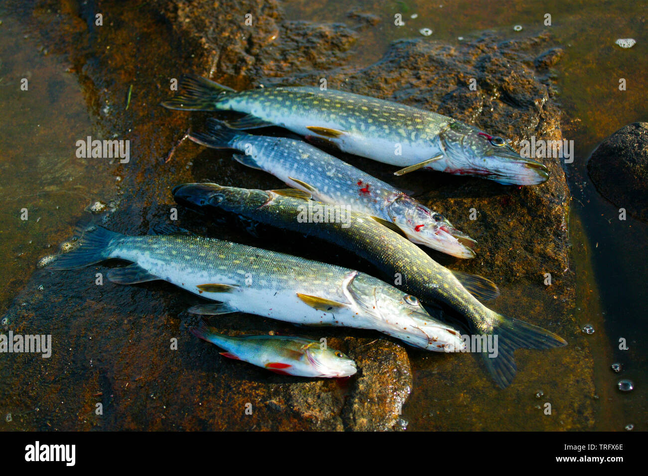 Four northern pike, Esox lucius, and one common perch, Perca fluviatilis, caught in the lake Vansjø in Østfold, Norway. The lake Vansjø and its surrounding lakes and rivers are a part of the water system called Morsavassdraget. September, 2006. Stock Photo