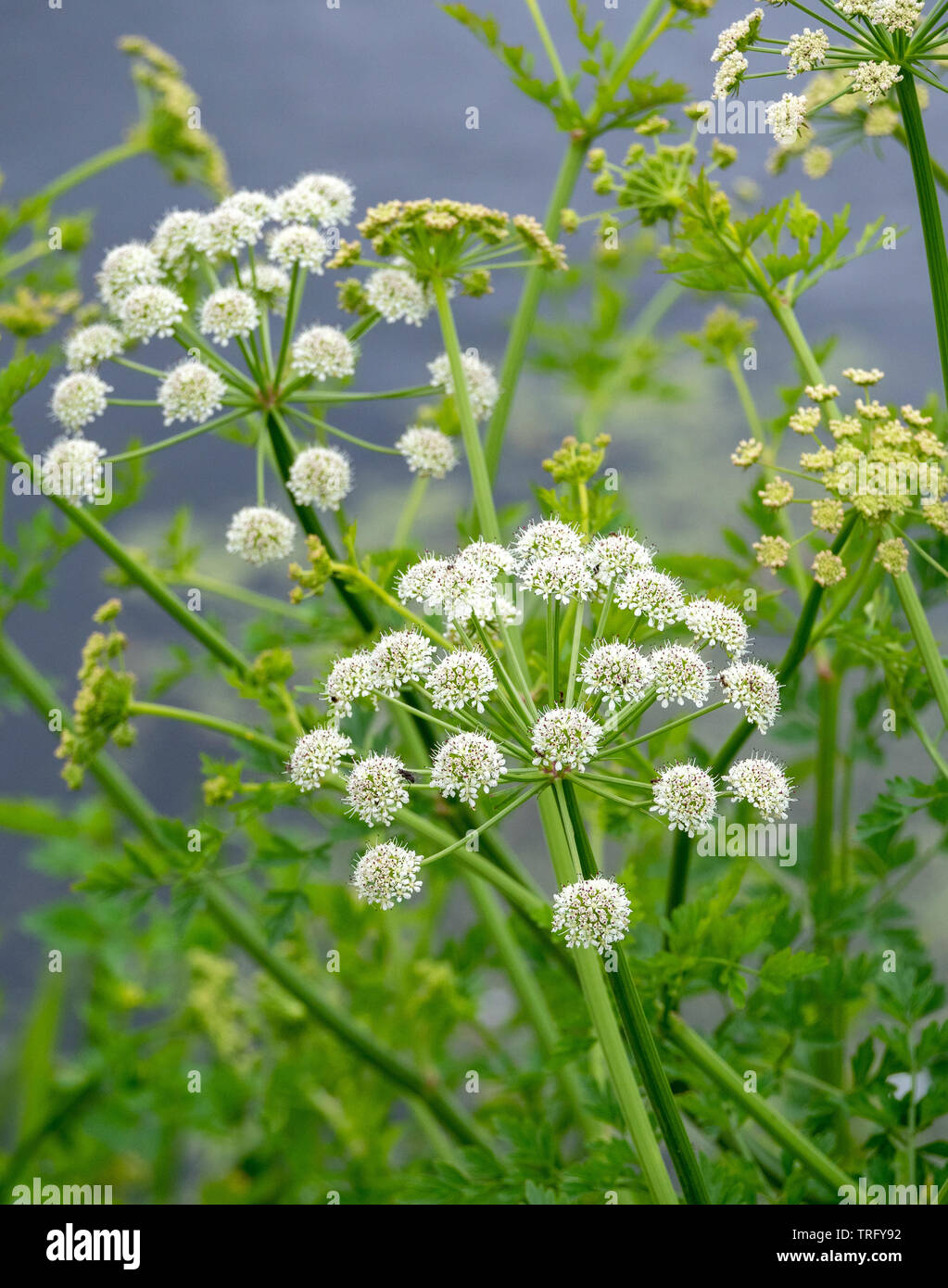 Water hemlock hi-res stock photography and images - Alamy