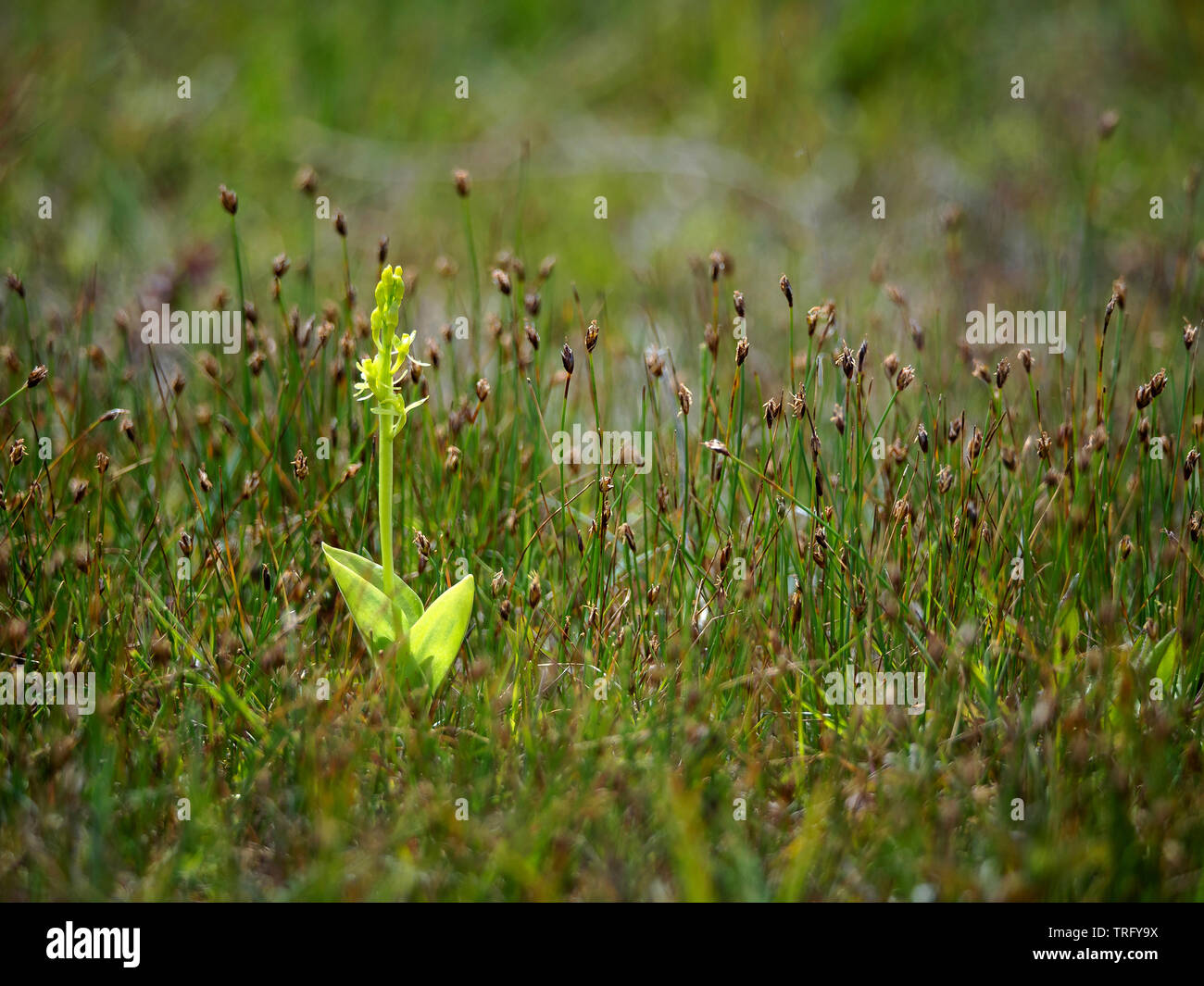 Fen orchid Liparis loeselii subspecies ovata growing in dune slacks at Kenfig Burrows in South Wales Stock Photo