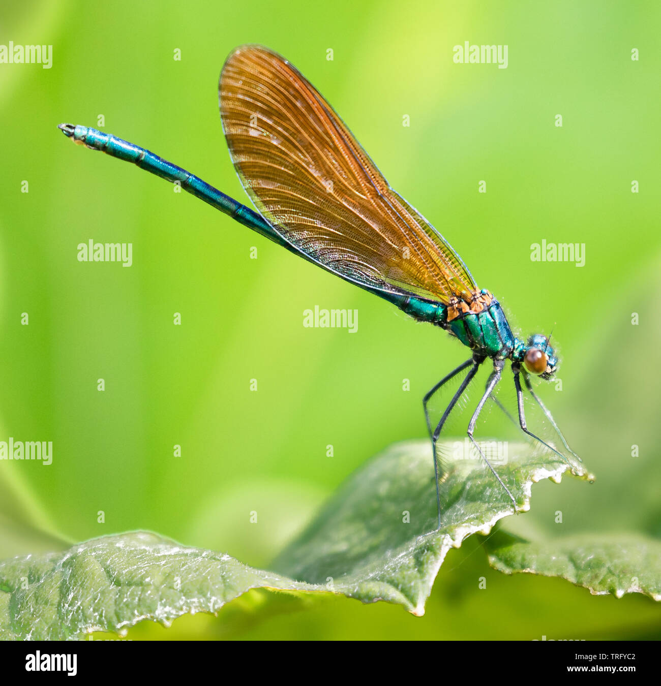 Beautiful demoiselle damselfly Calopteryx virgo at rest on riverside vegetation in the Chew Valley Somerset UK Stock Photo