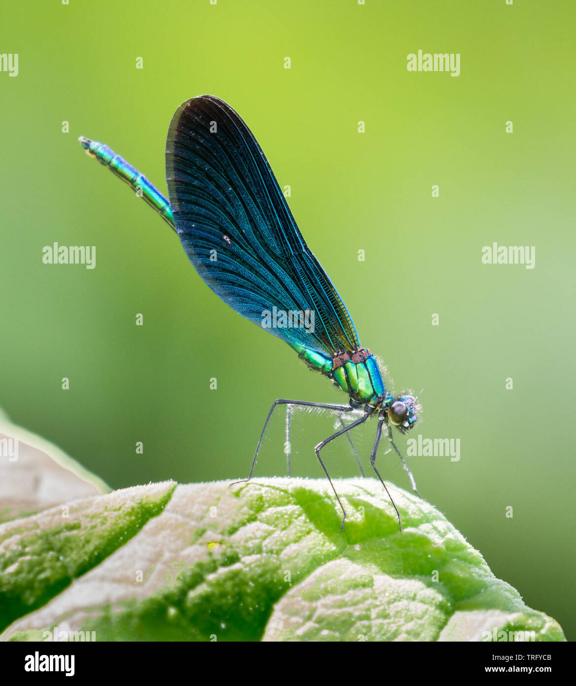 Beautiful demoiselle damselfly Calopteryx virgo at rest on riverside vegetation in the Chew Valley Somerset UK Stock Photo