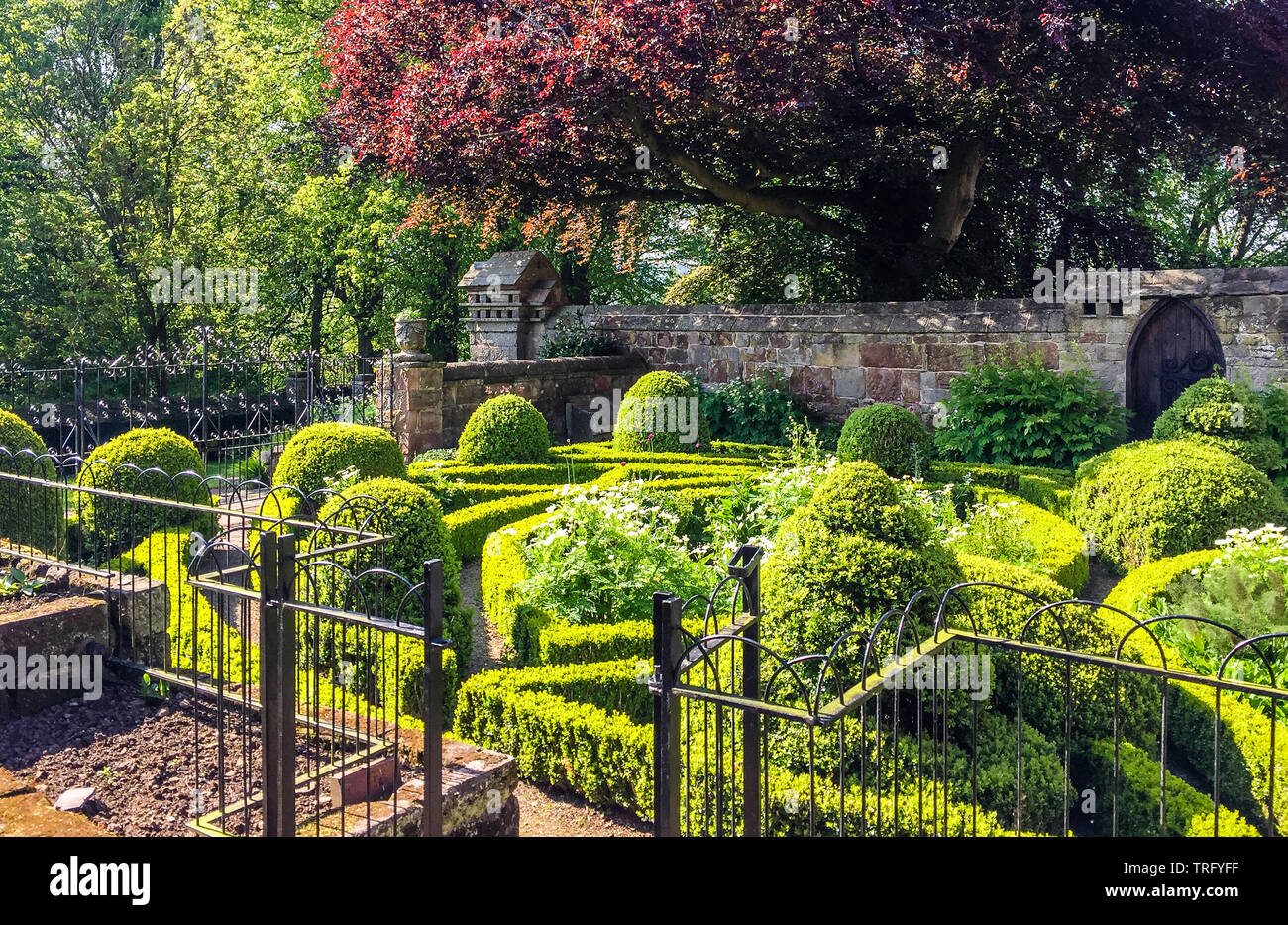 Parterre garden of clipped box within the walled garden of Norbury Manor near Ashbourne in Derbyshire UK Stock Photo