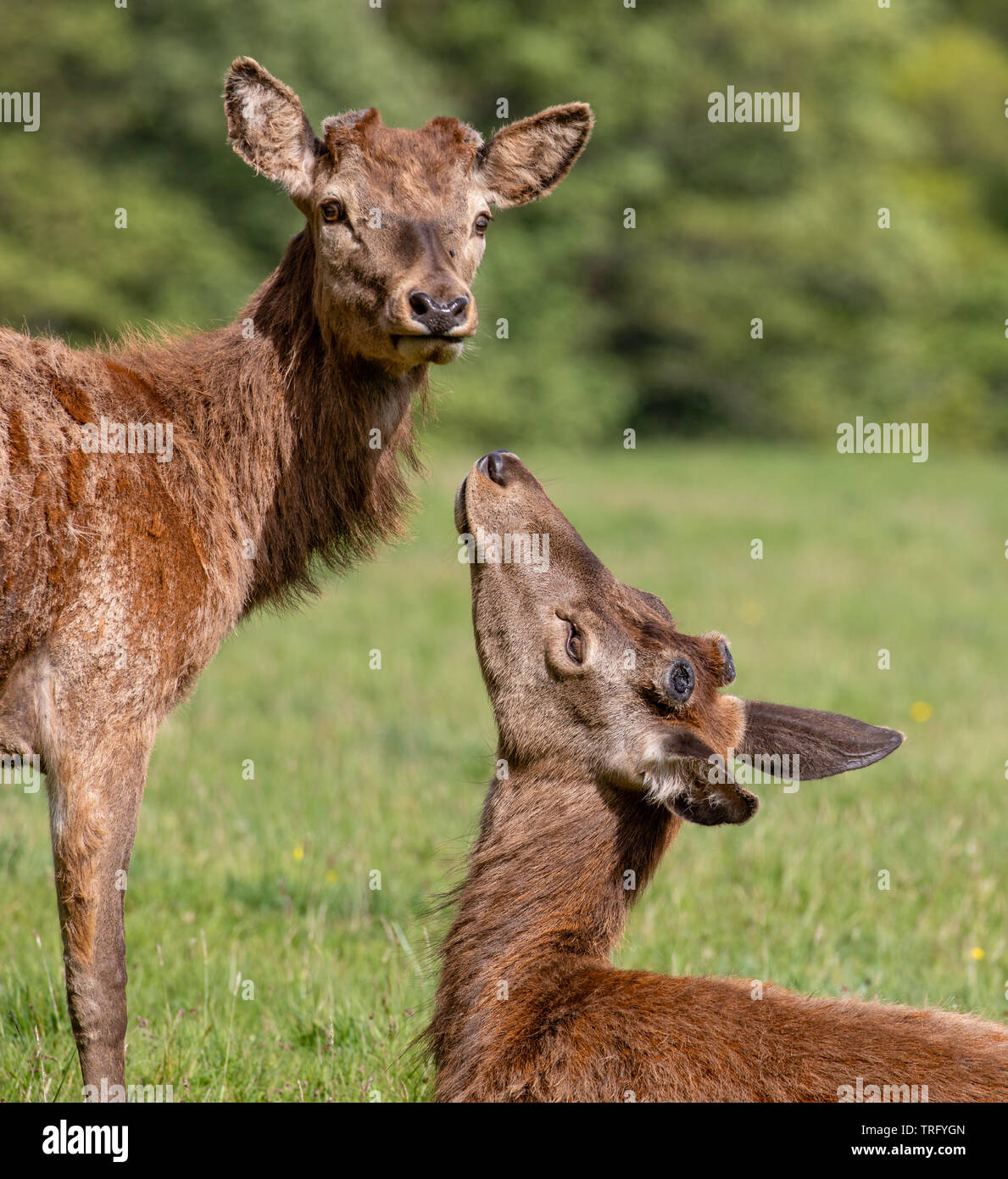 Young red deer stags Cervus elaphus offering mutual support after shedding antlers during regrowth and moulting phase in spring - Ashton Court Bristol Stock Photo