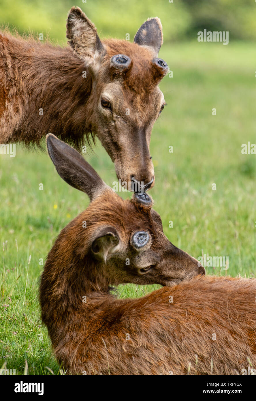Young red deer stags Cervus elaphus offering mutual support after shedding antlers during regrowth and moulting phase in spring - Ashton Court Bristol Stock Photo