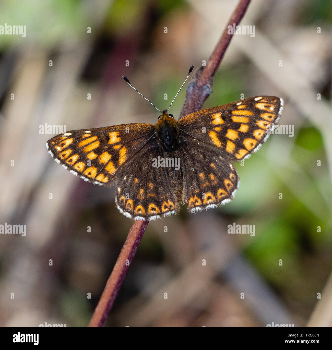 Duke of Burgundy (Hamearis lucina) male at Noar Hill near Selbourne in Hampshire UK Stock Photo