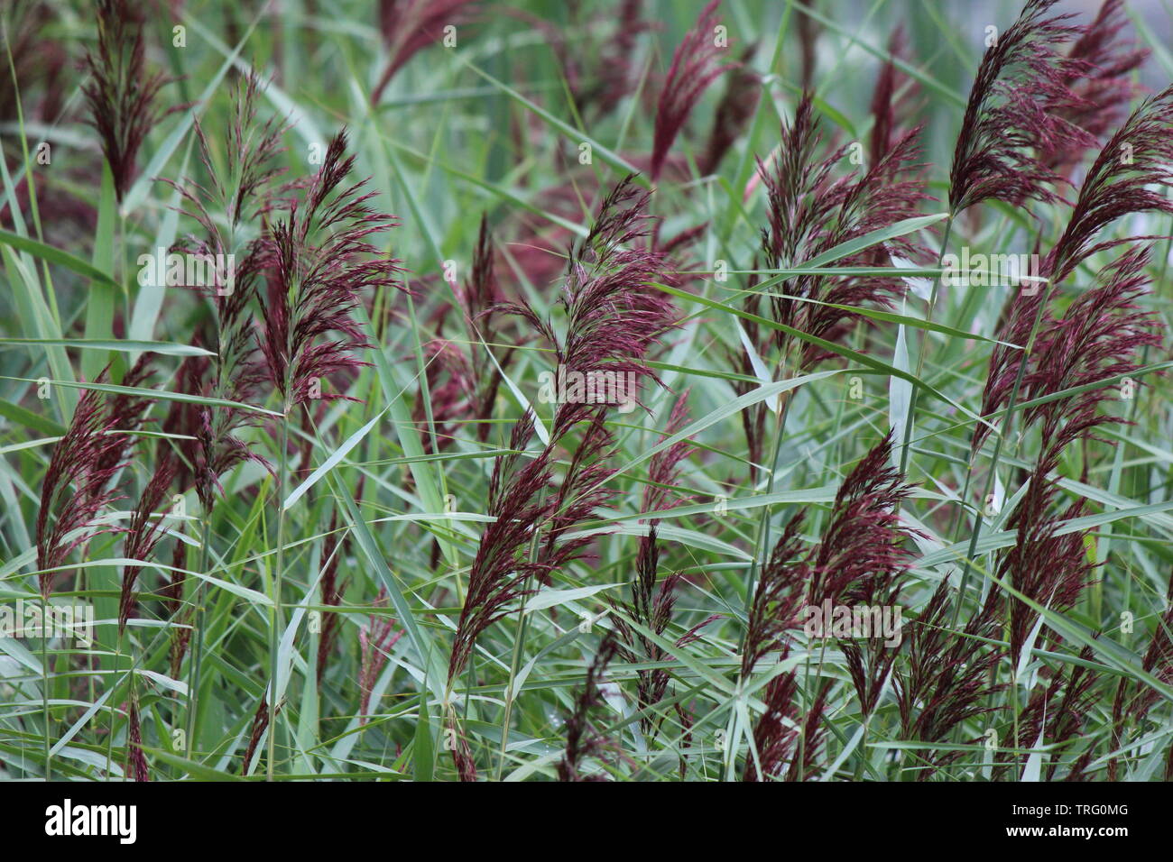 Phalaris canary reed grass Stock Photo