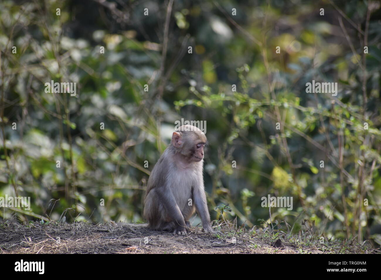 little monkey enjoying his own company Stock Photo