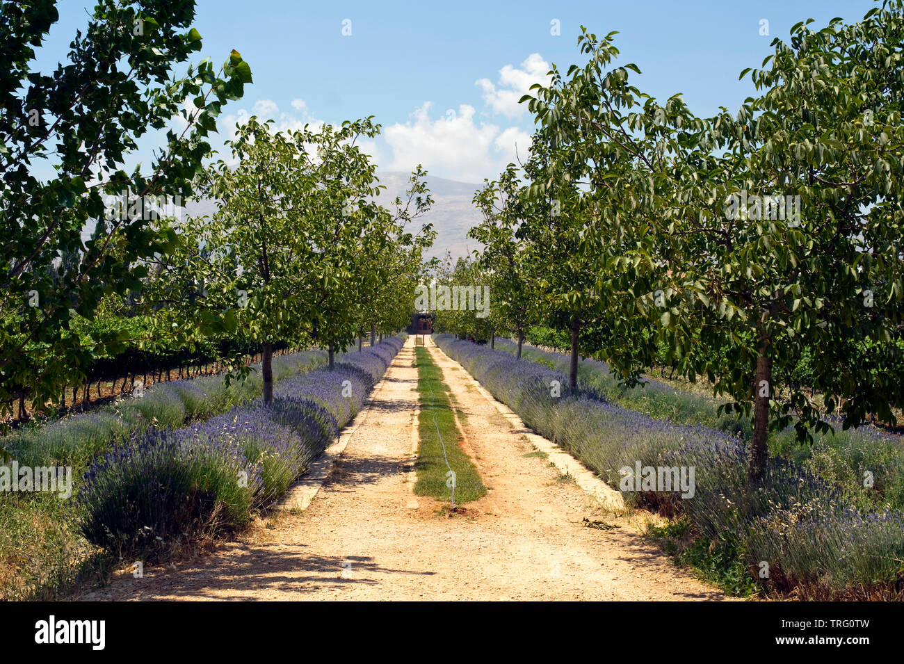 Obstbaum Garten Stock Photos & Obstbaum Garten Stock Images - Alamy
