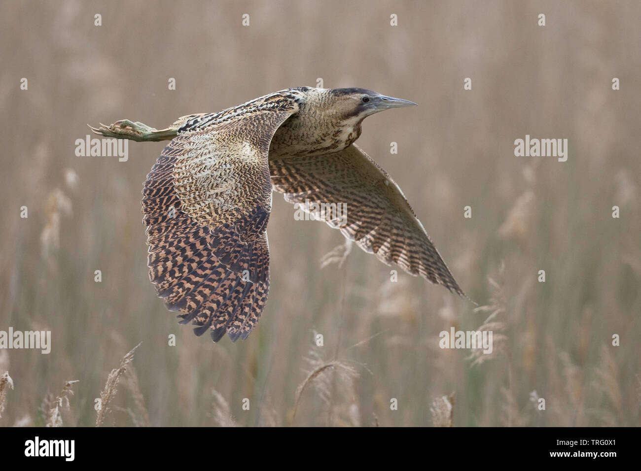 Bittern (Botaurus stellaris Stock Photo Alamy