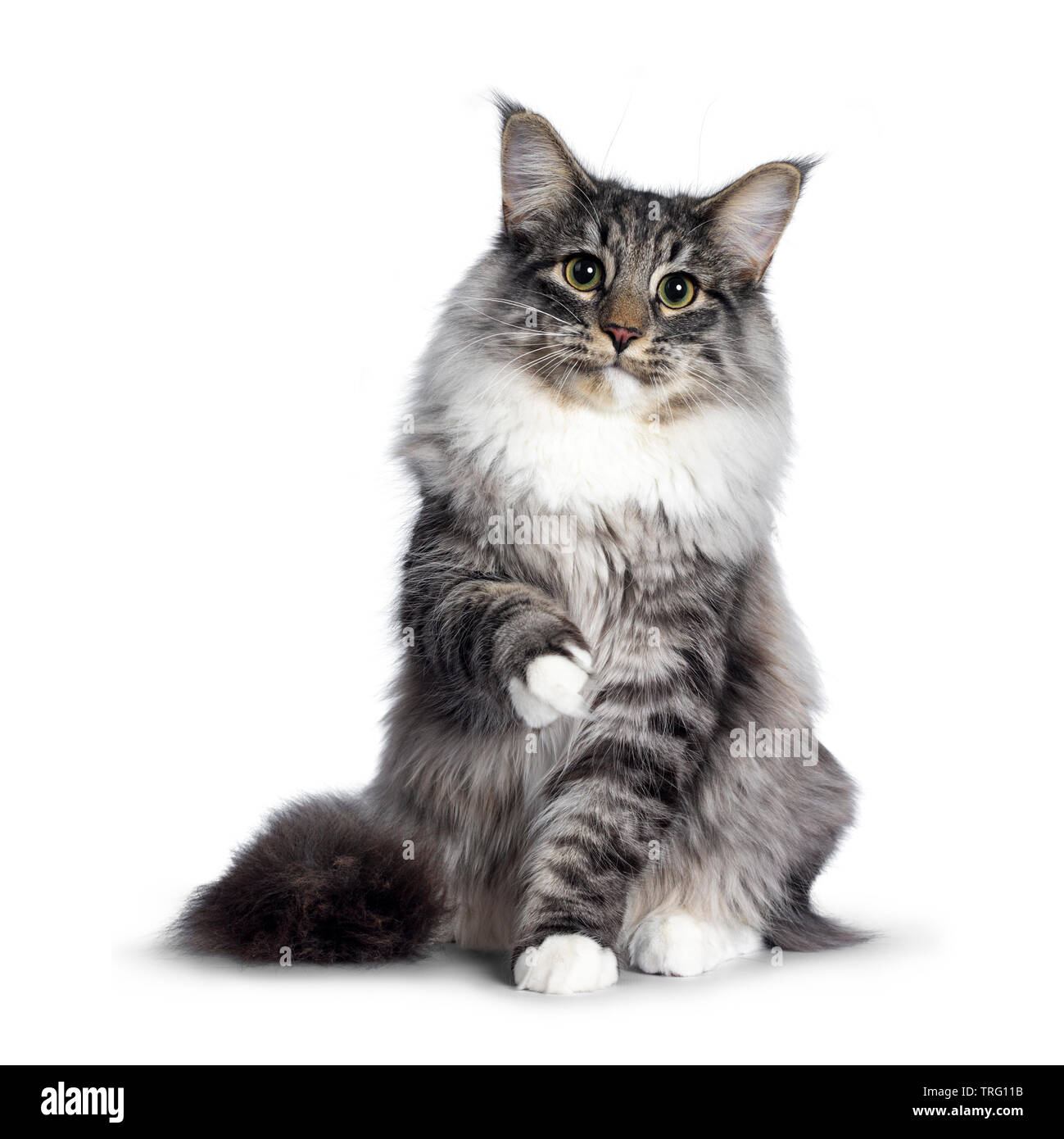 Cute Norwegian Forestcat youngster, sitting facing front. Looking at camera with green / yellow eyes. Isolated on white background. One paw playful in Stock Photo