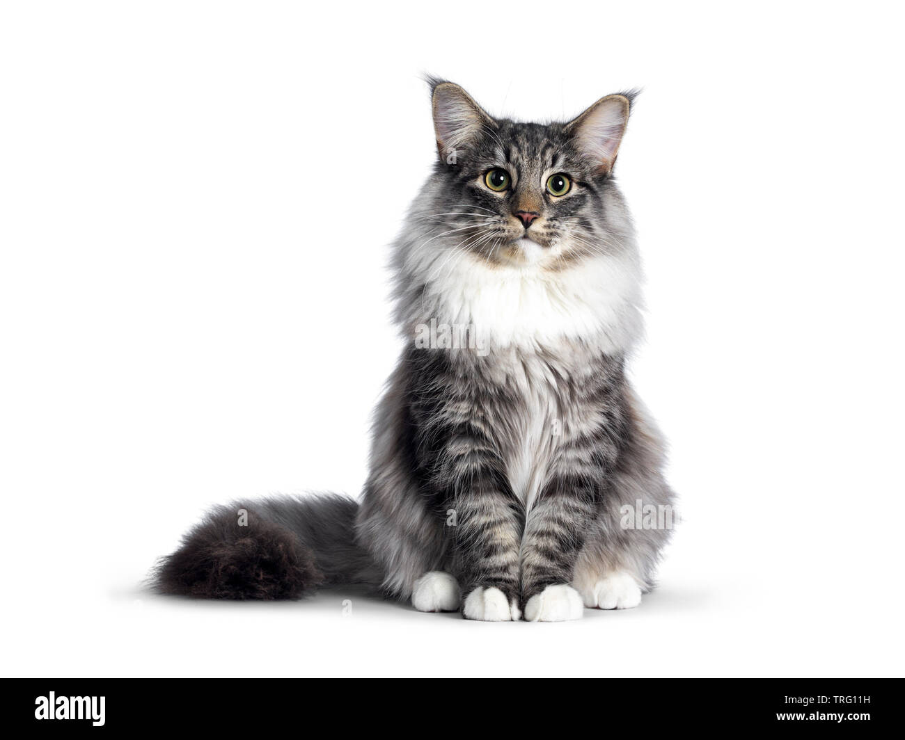 Cute Norwegian Forestcat youngster, sitting facing front. Looking at camera with green / yellow eyes. Isolated on white background. Tail stretched bes Stock Photo