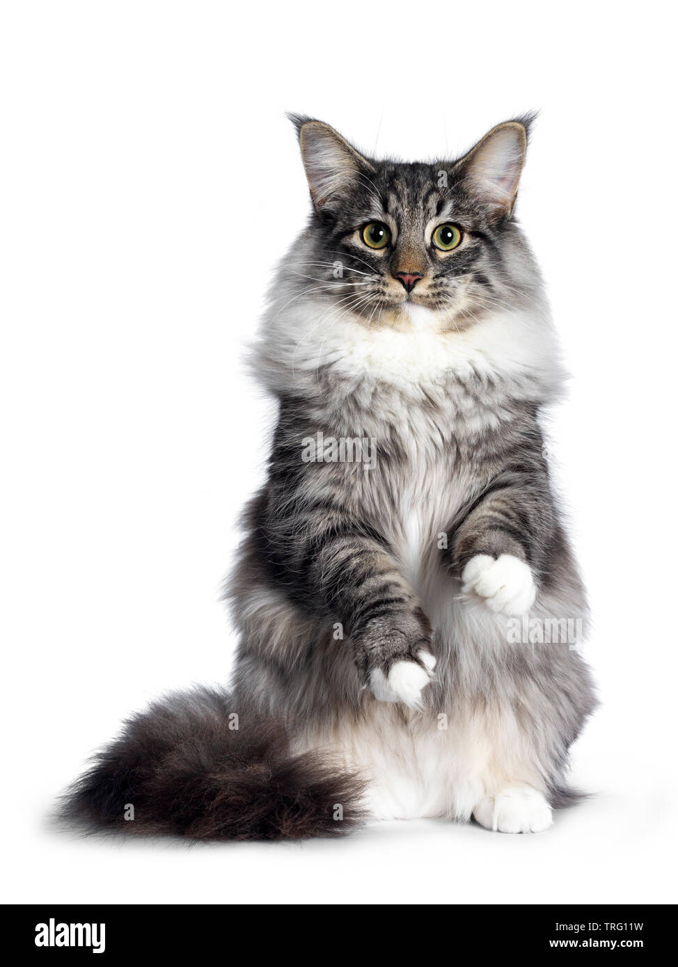 Cute Norwegian Forestcat youngster, sitting on hind pwas facing front. Looking at camera with green / yellow eyes. Isolated on white background. Front Stock Photo