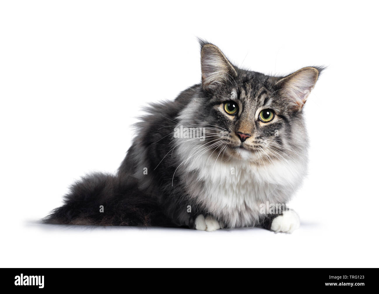 Cute Norwegian Forestcat youngster, laying down side ways / facing front. Looking at lens with green / yellow eyes. Isolated on white background. Big Stock Photo