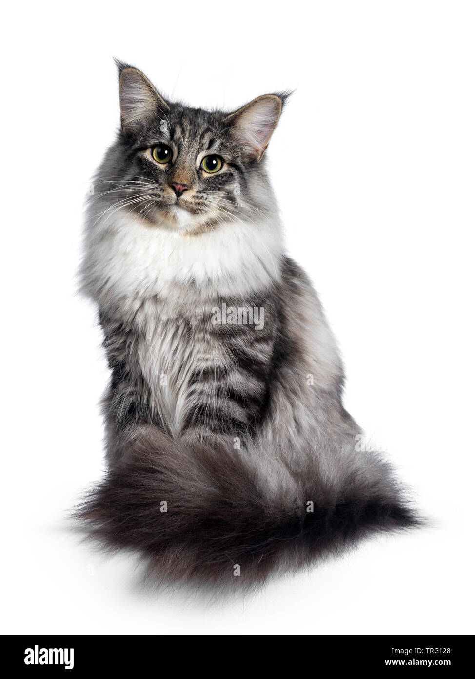Cute Norwegian Forestcat youngster, sitting facing front. Looking at camera with green / yellow eyes. Isolated on white background. Tail curled around Stock Photo