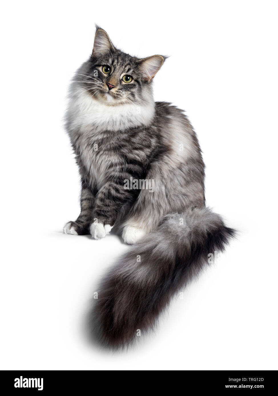 Cute Norwegian Forestcat youngster, sitting side ways. Looking at camera with green / yellow eyes. Isolated on white background. Big tail hanging from Stock Photo