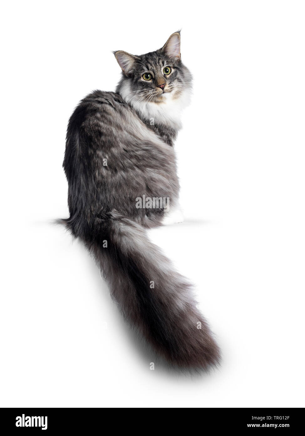 Cute Norwegian Forestcat youngster, sitting side ways / backwards. Looking over shoulder at lens with green / yellow eyes. Isolated on white backgroun Stock Photo