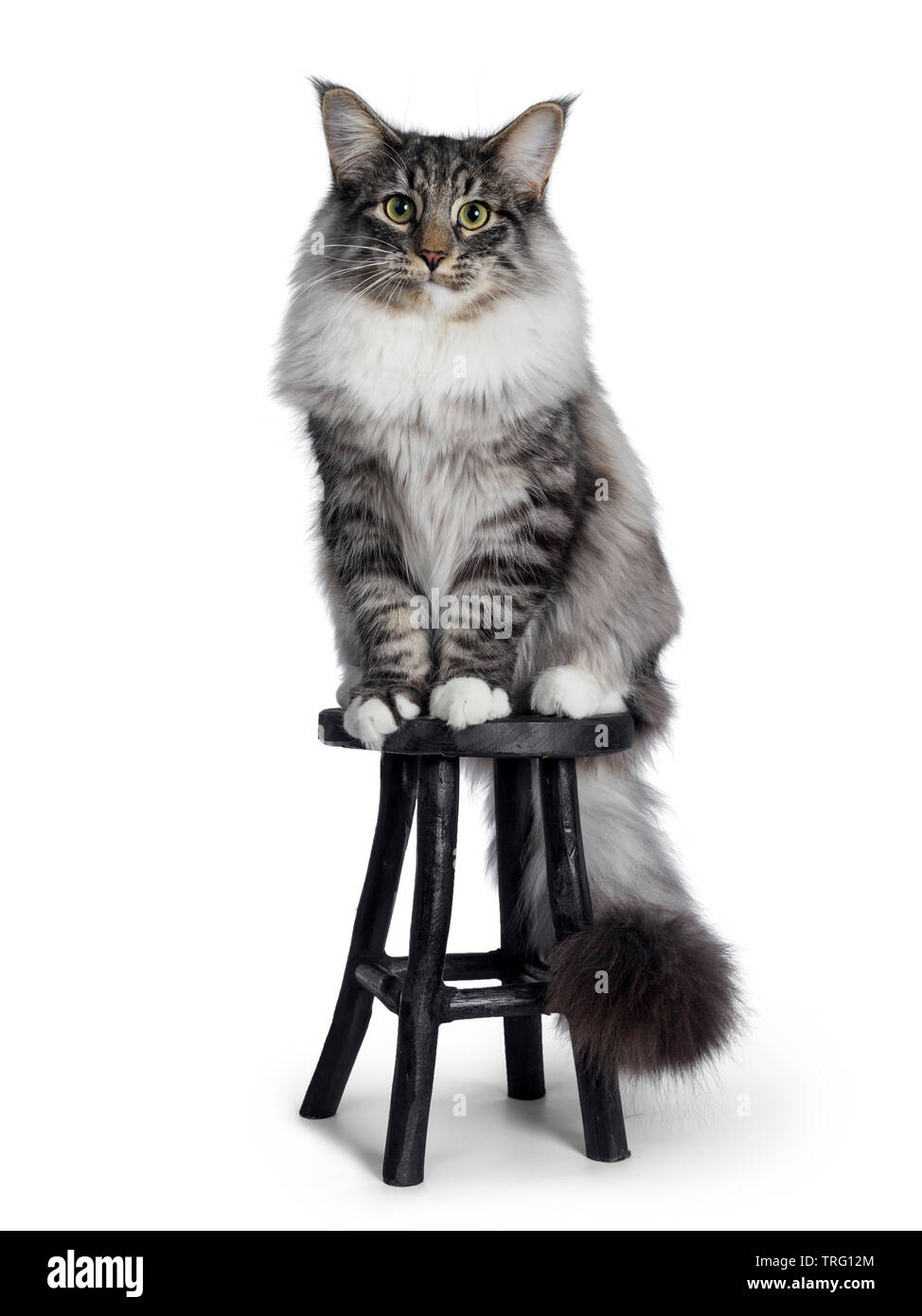 Cute Norwegian Forestcat youngster, sitting facing front on black wooden stool Looking at lens with green / yellow eyes. Isolated on white background. Stock Photo