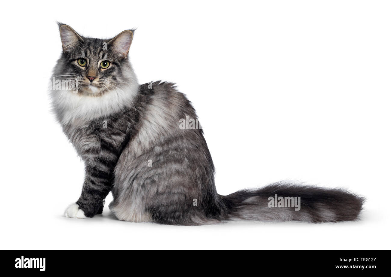 Cute Norwegian Forestcat youngster, sitting side way. Looking at lens with green / yellow eyes. Isolated on white background. Big tail behind body. Stock Photo