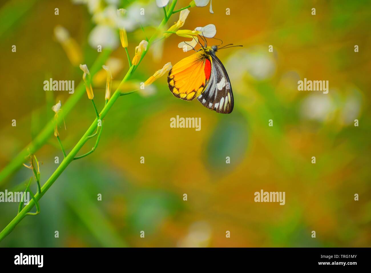 Beautiful butterfly resting on the flower Stock Photo