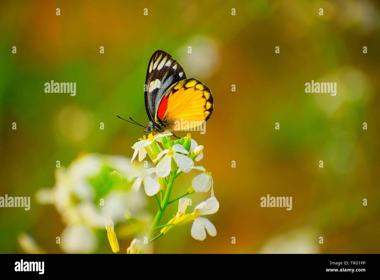 Beautiful butterfly resting on the flower Stock Photo