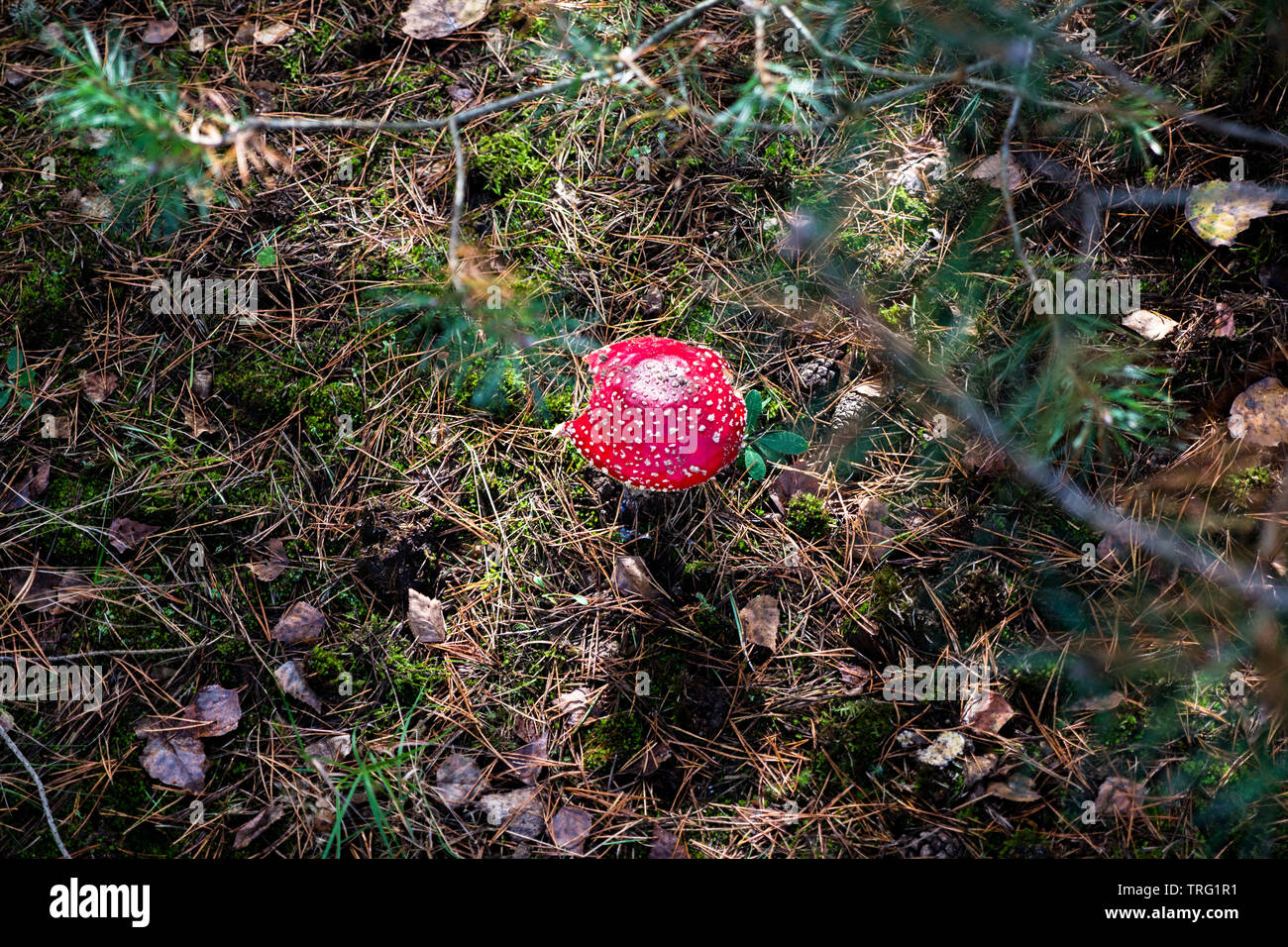 A fly agaric mushroom in the forest, Amanita muscaria Stock Photo