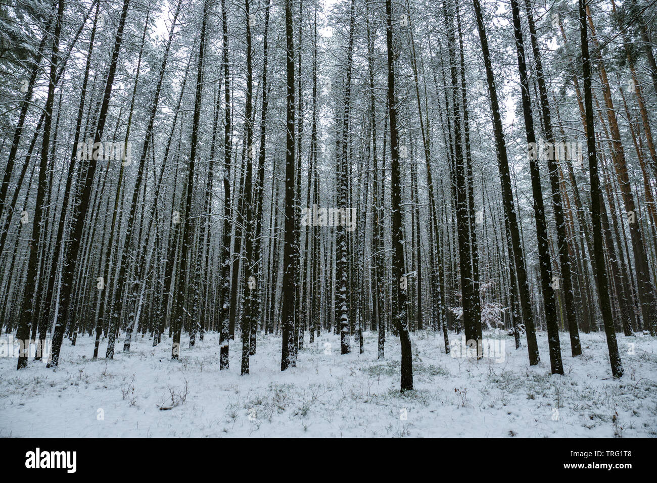 Static landscape pine tree forest hi-res stock photography and images ...
